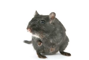 Rat Removal Rowville, Mice, Rodent Control Rowville