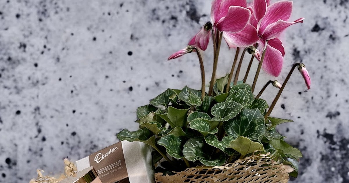 Discover the Best Florist in Blackburn: Blossoms of Blackburn