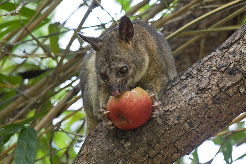 How To Keep Your Home Unattractive For Possums?
