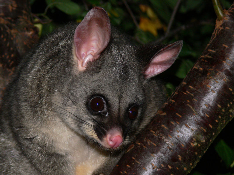 How To Remove Possums From The Roof?