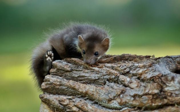 How Possum Removal Services Can Enhance Your Property's Safety and Value?
