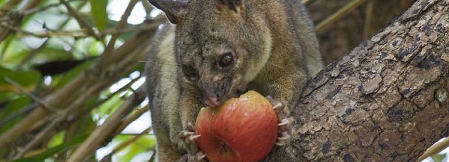 Possum Removal Melbourne Cover Image