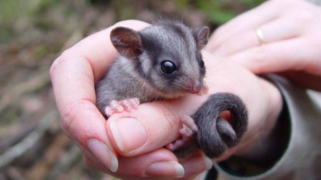 Things That Attract Possums to Your Property