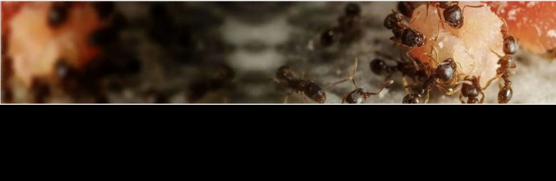 pest controlperth Cover Image