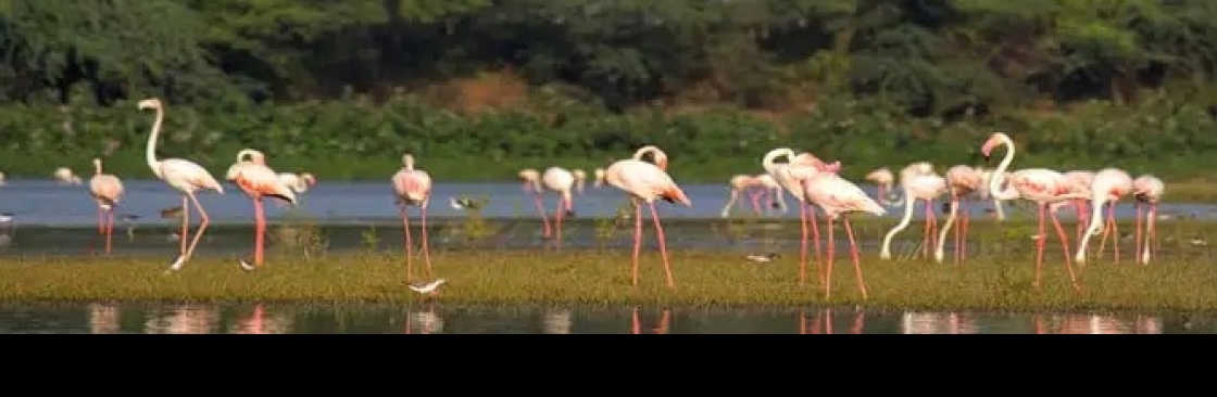 Gujarat Tour Cover Image