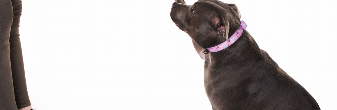 Eazy Dog Training Cover Image